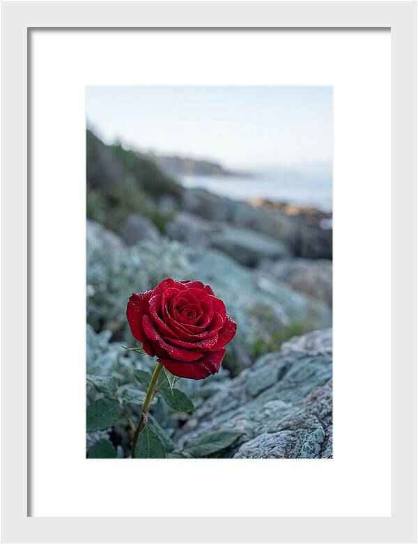 Single Red Rose With Dewy Petals