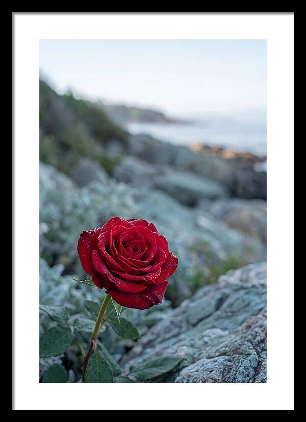 Single Red Rose With Dewy Petals