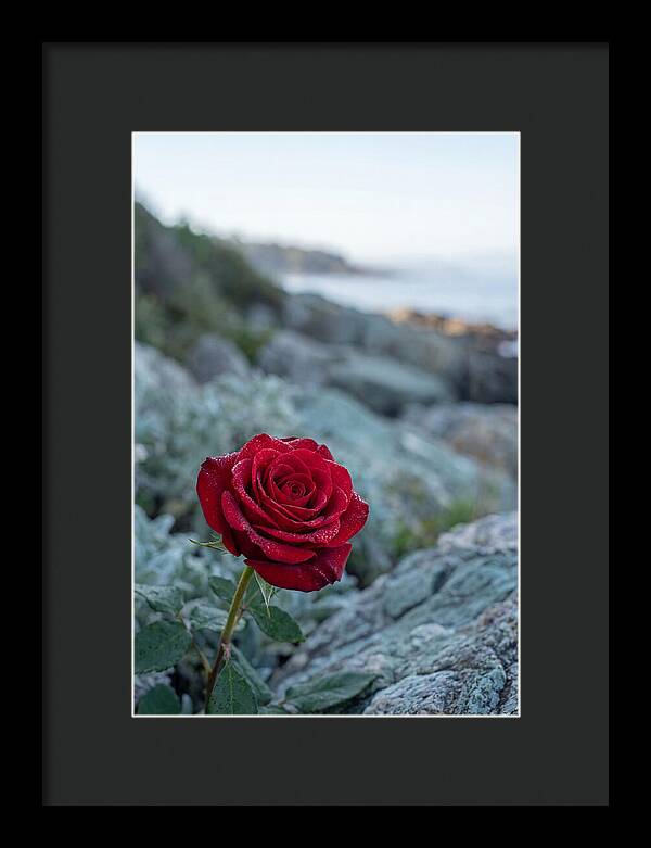 Single Red Rose With Dewy Petals