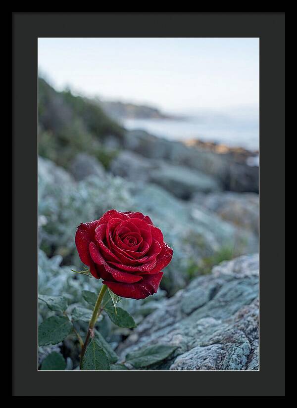 Single Red Rose With Dewy Petals