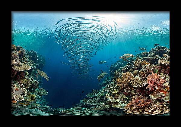 Sipadan Island Underwater Wonders