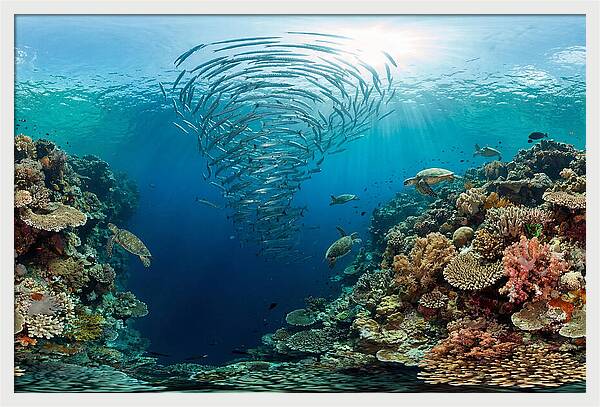 Sipadan Island Underwater Wonders