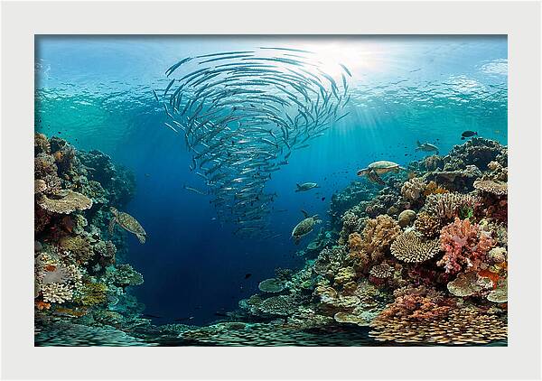 Sipadan Island Underwater Wonders