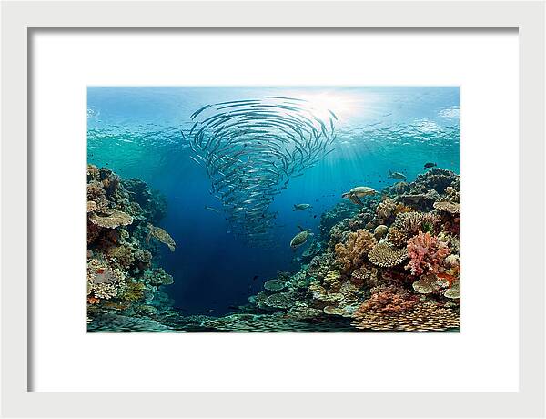 Sipadan Island Underwater Wonders