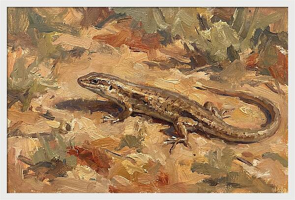 Skink On The Ground