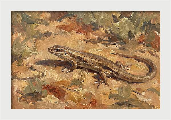 Skink On The Ground