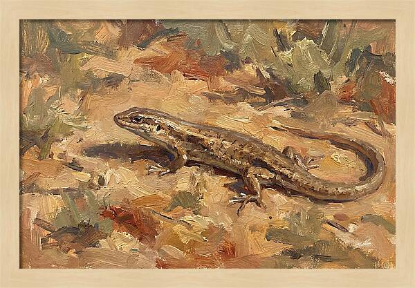 Skink On The Ground