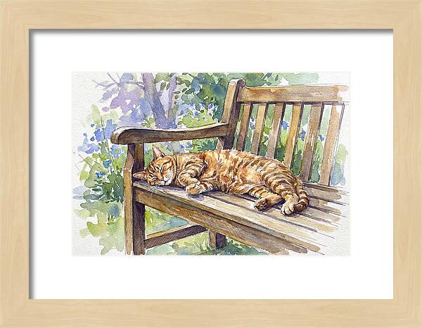 Sleeping Cat On A Bench