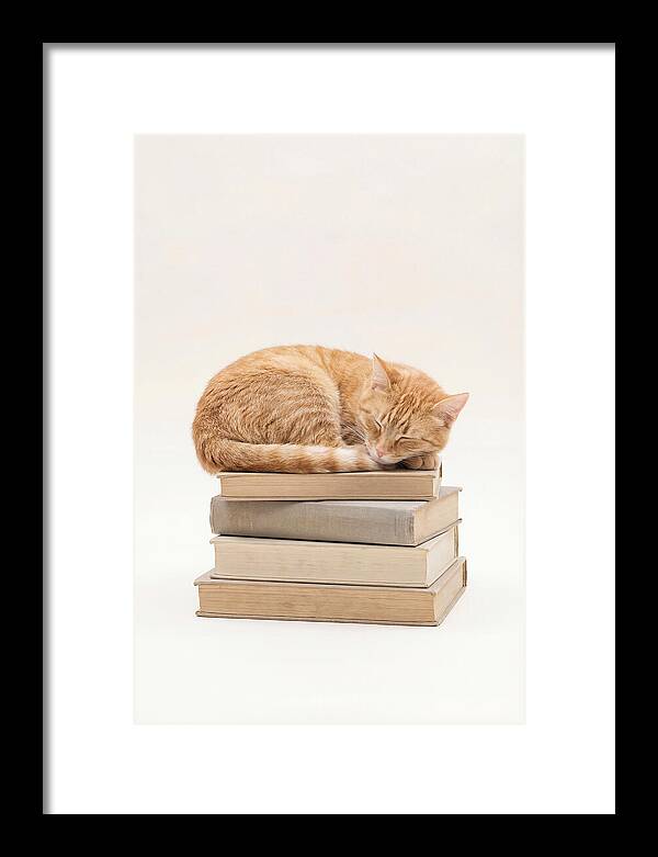 Sleeping Ginger Tabby Cat