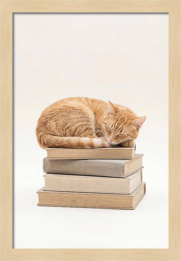 Sleeping Ginger Tabby Cat