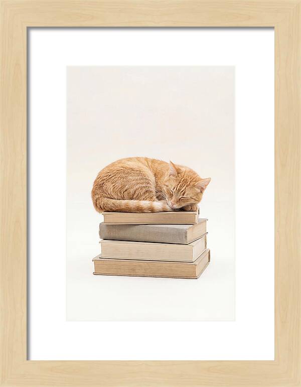 Sleeping Ginger Tabby Cat