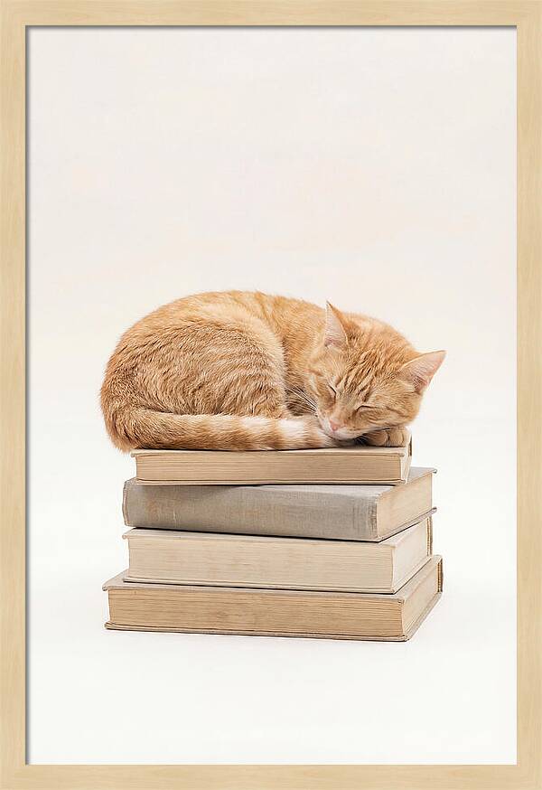 Sleeping Ginger Tabby Cat