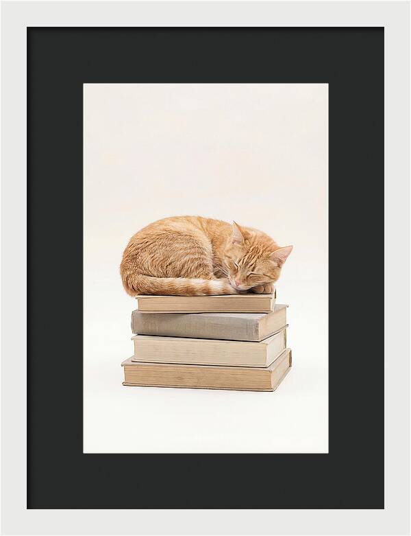 Sleeping Ginger Tabby Cat