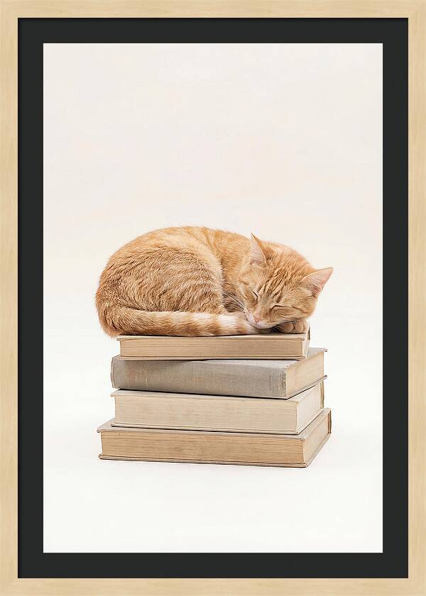 Sleeping Ginger Tabby Cat