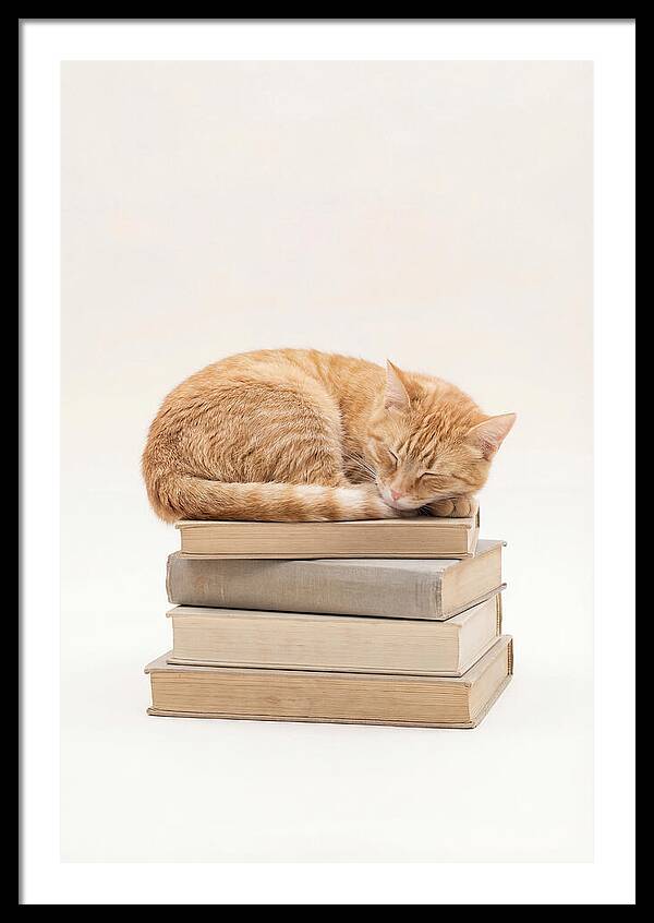 Sleeping Ginger Tabby Cat