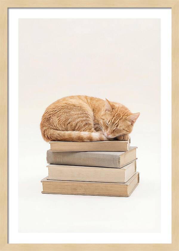 Sleeping Ginger Tabby Cat