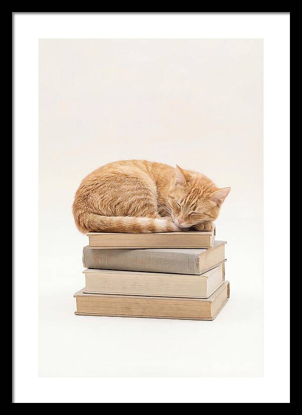 Sleeping Ginger Tabby Cat