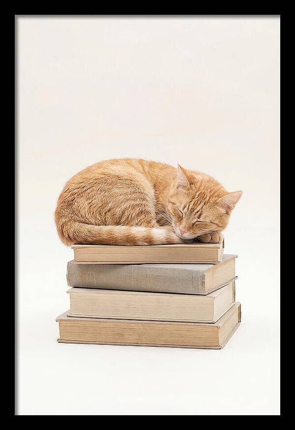 Sleeping Ginger Tabby Cat