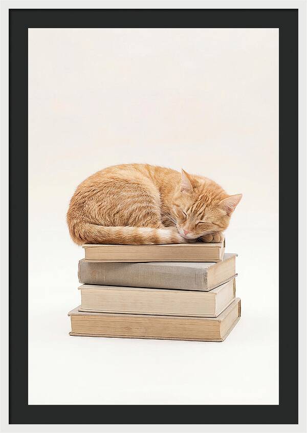 Sleeping Ginger Tabby Cat