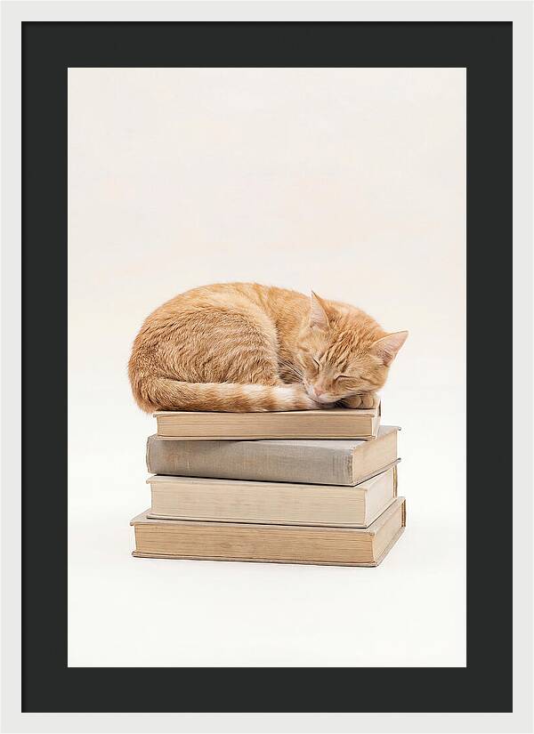Sleeping Ginger Tabby Cat
