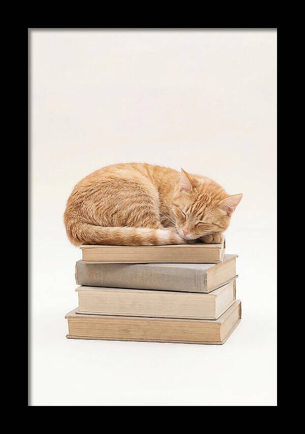 Sleeping Ginger Tabby Cat