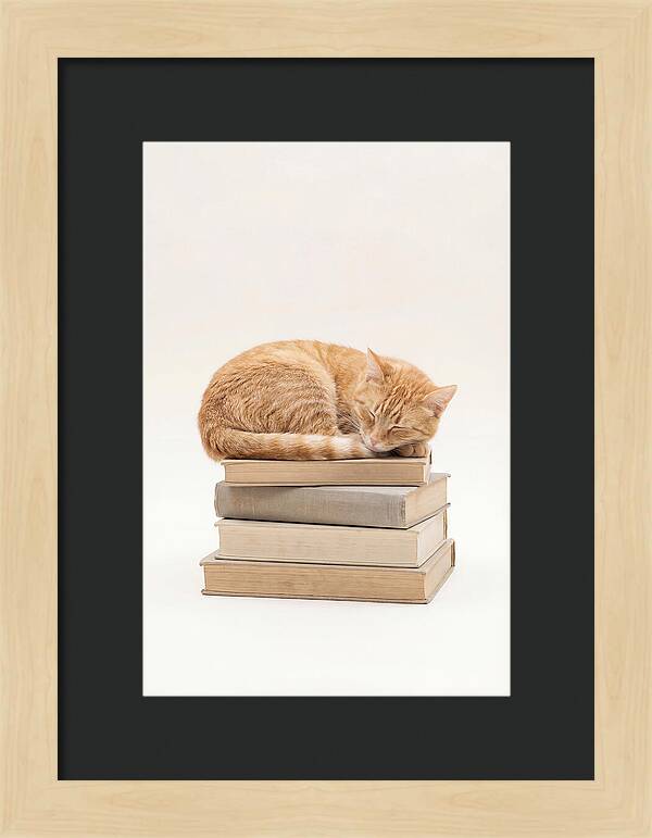Sleeping Ginger Tabby Cat