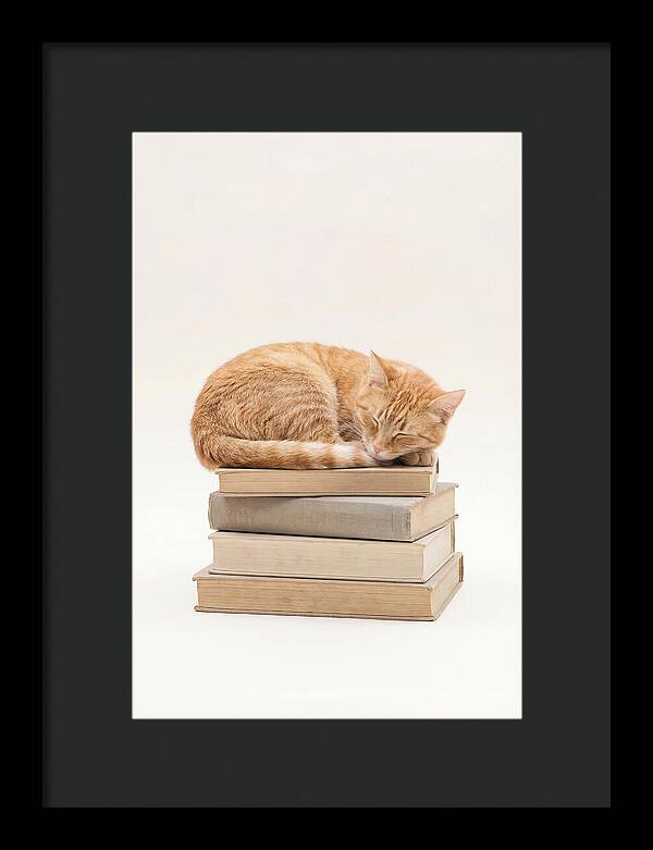 Sleeping Ginger Tabby Cat