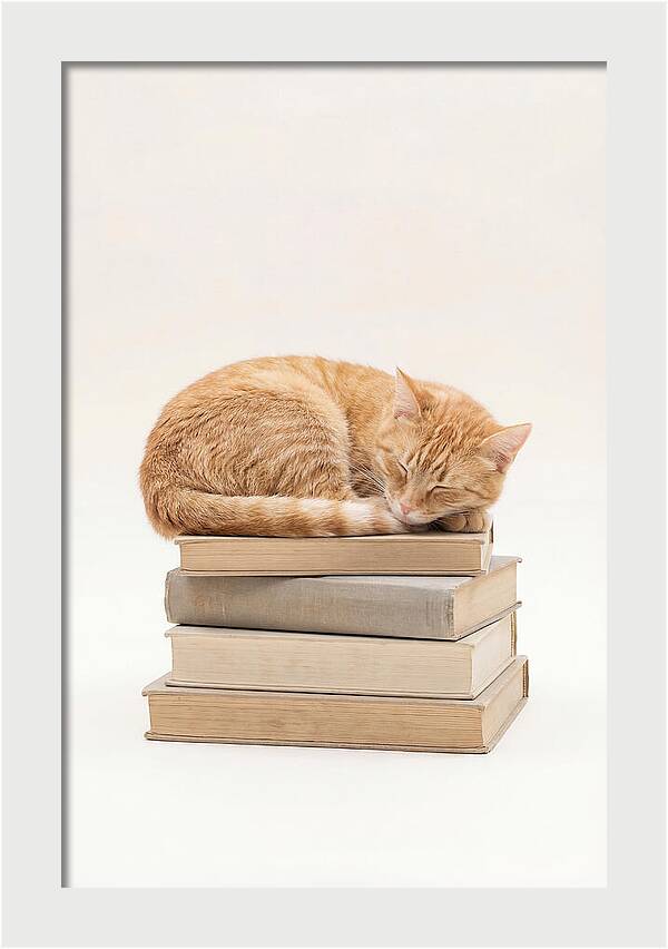 Sleeping Ginger Tabby Cat