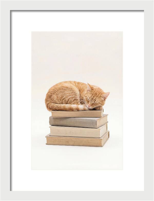 Sleeping Ginger Tabby Cat