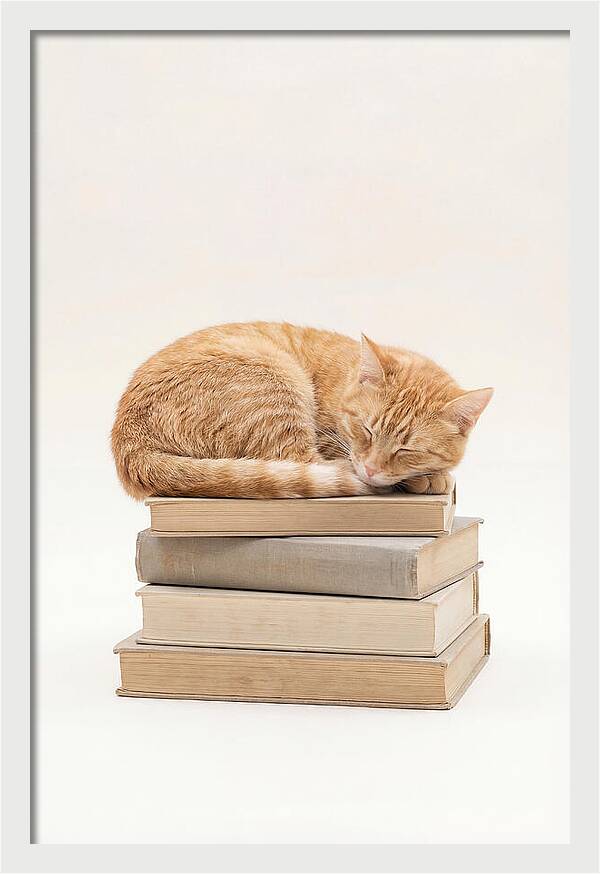 Sleeping Ginger Tabby Cat