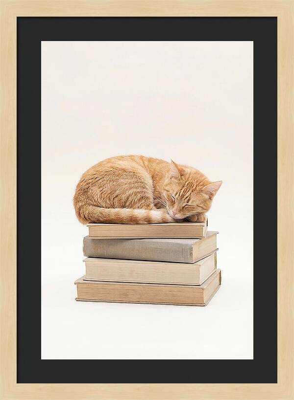 Sleeping Ginger Tabby Cat