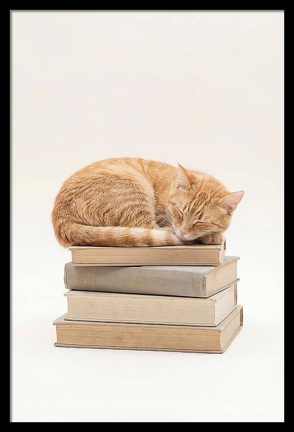 Sleeping Ginger Tabby Cat