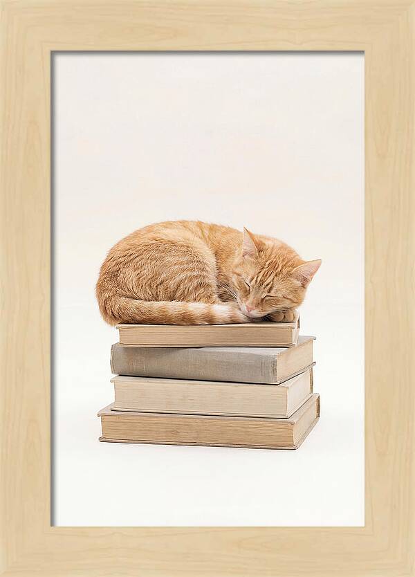 Sleeping Ginger Tabby Cat