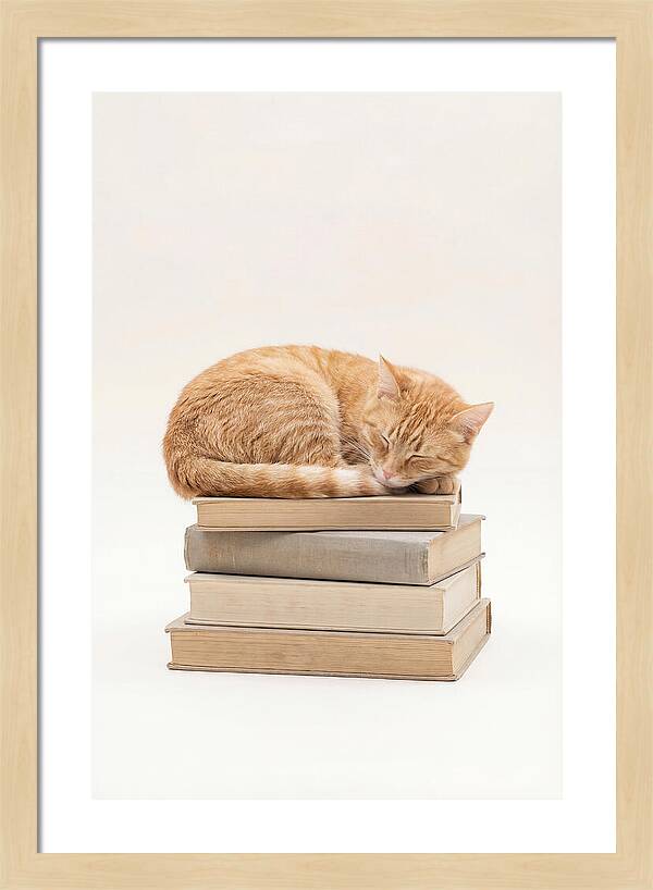 Sleeping Ginger Tabby Cat