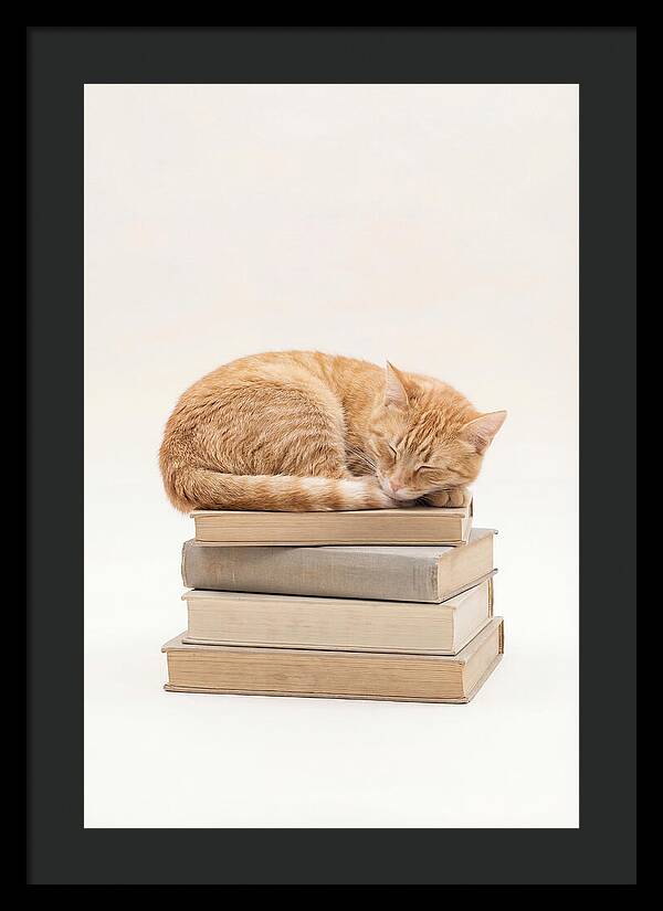 Sleeping Ginger Tabby Cat
