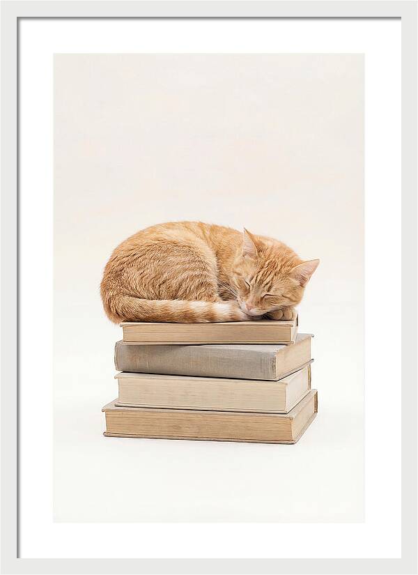 Sleeping Ginger Tabby Cat