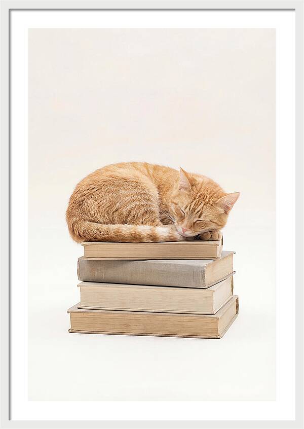 Sleeping Ginger Tabby Cat
