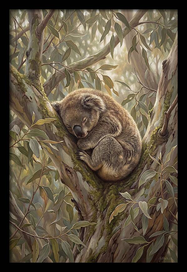 Sleeping Koala In Eucalyptus Tree