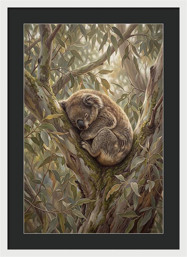 Sleeping Koala In Eucalyptus Tree