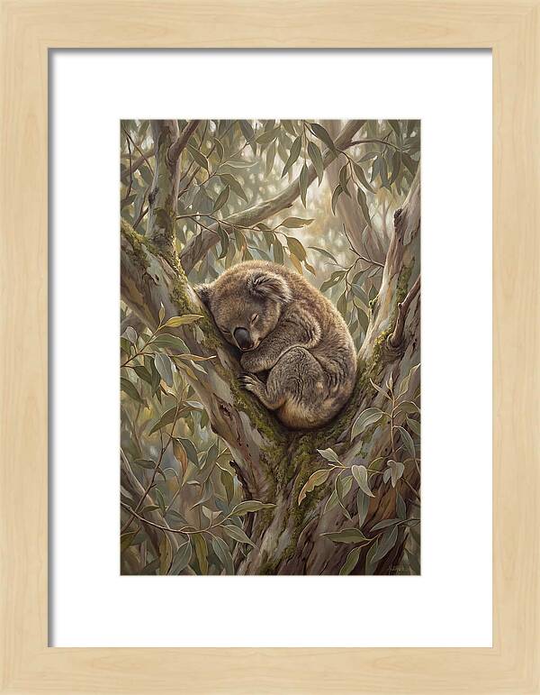 Sleeping Koala In Eucalyptus Tree