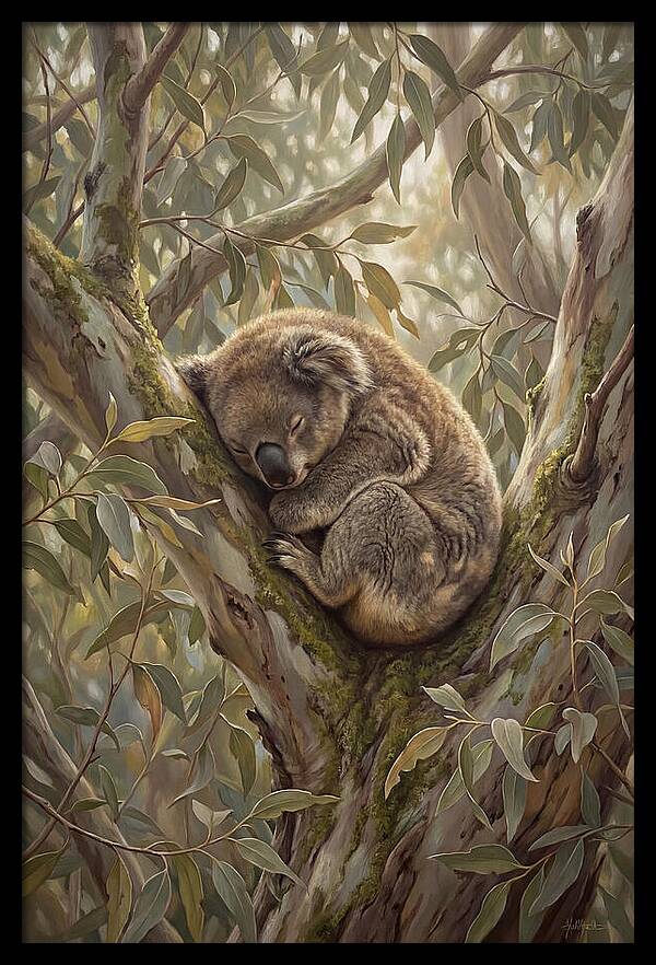 Sleeping Koala In Eucalyptus Tree