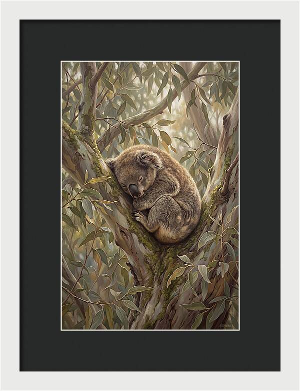 Sleeping Koala In Eucalyptus Tree
