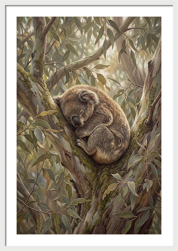 Sleeping Koala In Eucalyptus Tree