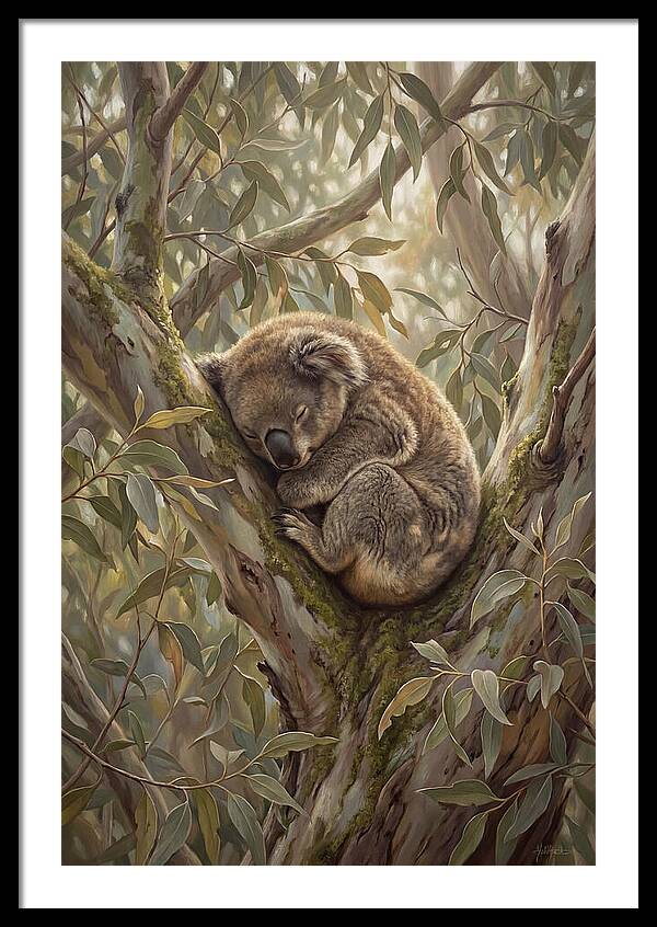 Sleeping Koala In Eucalyptus Tree