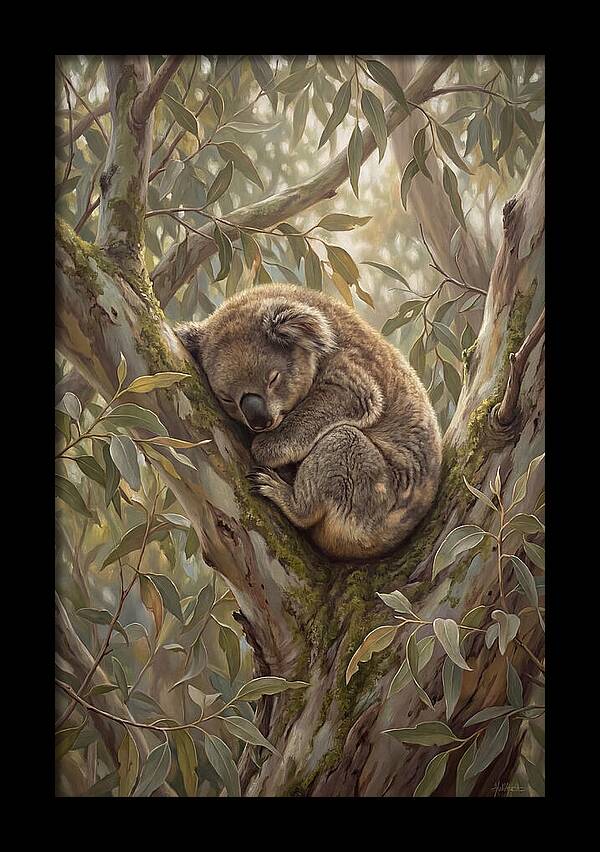 Sleeping Koala In Eucalyptus Tree