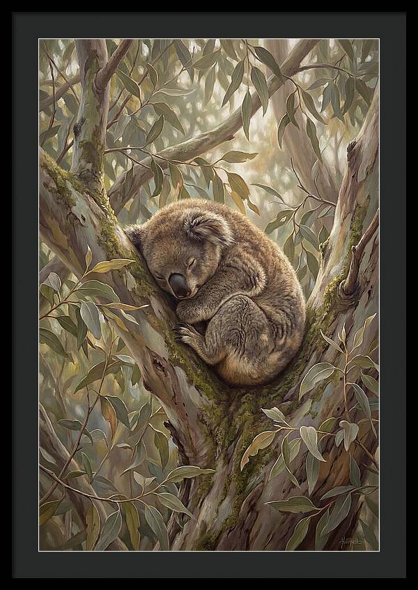 Sleeping Koala In Eucalyptus Tree