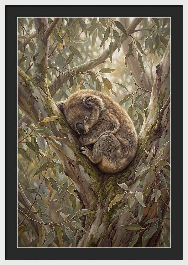 Sleeping Koala In Eucalyptus Tree