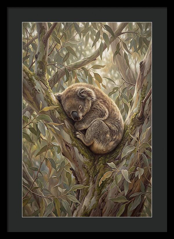 Sleeping Koala In Eucalyptus Tree