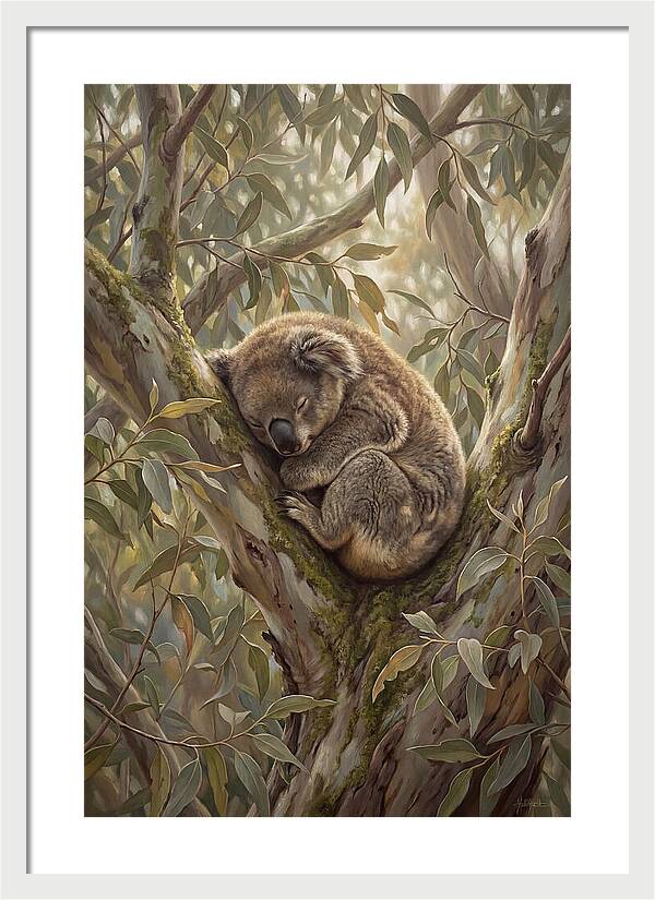 Sleeping Koala In Eucalyptus Tree