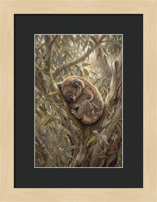 Sleeping Koala In Eucalyptus Tree